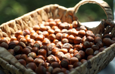 Sürdürülebilir Tarımın İzinde: Heles Fındık'ın Çevre Dostu Yaklaşımı